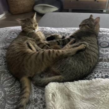 American Shorthair Cats Available for Adoption - Nala (bonded To Sister Sarabi) | PetCurious