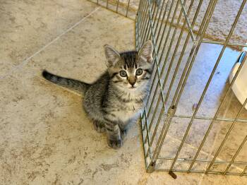 Tommy -  Domestic Short Hair Cat for Adoption in Gilroy, California - Tommy | PetCurious