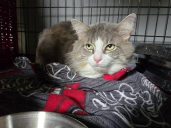 Domestic Medium Hair Cats Available for Adoption - Big Boy | PetCurious