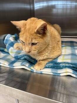 Domestic Short Hair Cats Available for Adoption in Clarksville, Tennessee - East | PetCurious