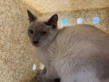 PRALINE -  Siamese Cat for Adoption in Loveland, Colorado - PRALINE | PetCurious