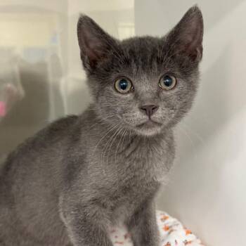 Timon -  Domestic Short Hair Cat for Adoption in League City, Texas - Timon | PetCurious
