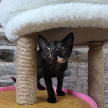 Francine -  Domestic Short Hair Cat for Adoption in New Orleans, Louisiana - Francine | PetCurious