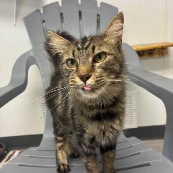 Alice -  Domestic Medium Hair Cat for Adoption in Uniontown, Pennsylvania - Alice | PetCurious