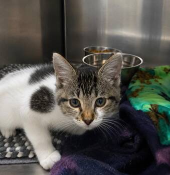Goobers -  Domestic Short Hair Cat for Adoption in Fort Lupton, Colorado - Goobers | PetCurious