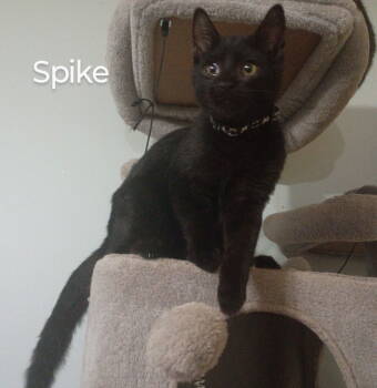 Rescue Domestic Short Hair Cats for Adoption in Niles, Michigan - Spike | PetCurious
