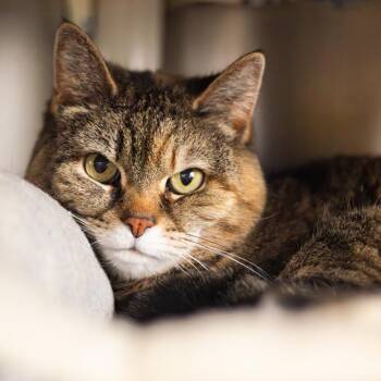 Domestic Short Hair Cats Available for Adoption - Meghan | PetCurious