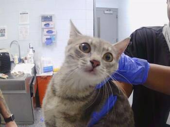 RAYNE -  Domestic Short Hair Cat for Adoption in Charlotte, North Carolina - RAYNE | PetCurious