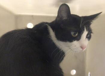 Rescue Domestic Short Hair Cats for Adoption in Riverside, California - BORIS | PetCurious
