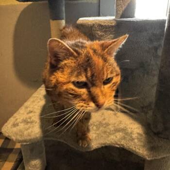 Betty -  Domestic Short Hair and Tortoiseshell Cat for Adoption in Incline Village, Nevada - Betty | PetCurious