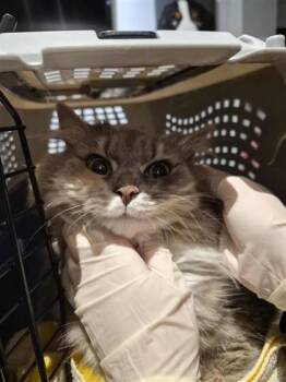 Domestic Medium Hair Cats Available for Adoption in Montreal, Quebec - Jenny From The Side Of The Corner Of The Block | PetCurious