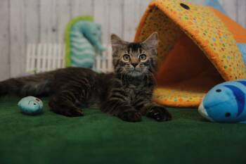Graham -  Domestic Long Hair Cat for Adoption in Roanoke, Texas - Graham | PetCurious