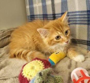 Leonard -  Domestic Long Hair Cat for Adoption in Bucyrus, Ohio - Leonard | PetCurious