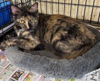 Peppermint -  Domestic Short Hair and Tortoiseshell Cat for Adoption in Apollo, Pennsylvania - Peppermint | PetCurious