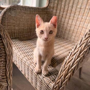 Tostito -  Domestic Short Hair Cat for Adoption in Volcano, Hawaii - Tostito | PetCurious