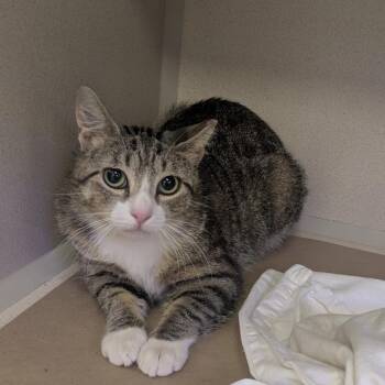 Domestic Short Hair Cats Available for Adoption in Wantagh, New York - Angel | PetCurious