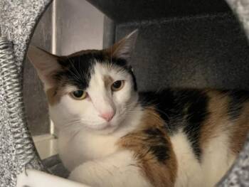 MARS -  Domestic Short Hair Cat for Adoption in Colorado Springs, Colorado - MARS | PetCurious