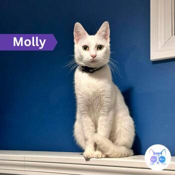 Molly -  Domestic Short Hair Cat Available for Adoption in Penfield, New York - Molly | PetCurious