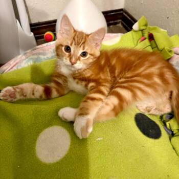Mac -  Domestic Short Hair Cat for Adoption in Washougal, Washington - Mac | PetCurious
