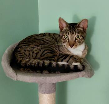 Tabby Cats Available for Adoption in Melbourne, Florida - Billy  | PetCurious