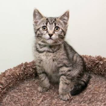 Ralph -  Domestic Short Hair Cat for Adoption in Calgary, Alberta - Ralph | PetCurious