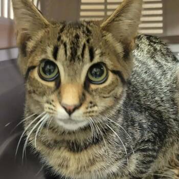 Carl Dean -  Domestic Short Hair Cat for Adoption in Concord, North Carolina - Carl Dean | PetCurious