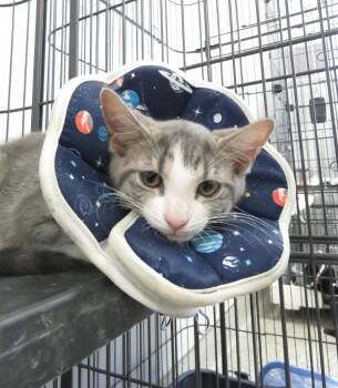 Lace -  American Shorthair Cat for Adoption in Van Wert, Ohio - Lace | PetCurious