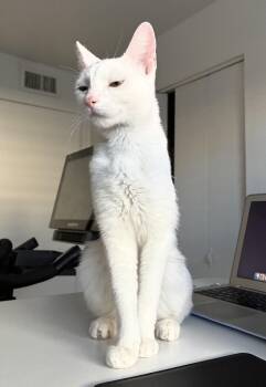 Clementine- ❤️Granny Litter -  Calico Cat for Adoption in Anthem, Arizona - Clementine- ❤️Granny Litter | PetCurious