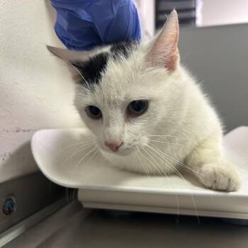Domestic Short Hair Cats Available for Adoption in Charleston, West Virginia - Toby | PetCurious