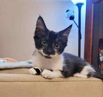 Alpo -  Domestic Short Hair Cat for Adoption in Mission Viejo, California - Alpo | PetCurious