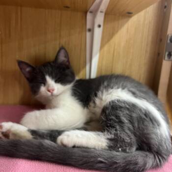 Daisy & Peach -  Domestic Short Hair Cat for Adoption in Manhattan, Kansas - Daisy & Peach | PetCurious