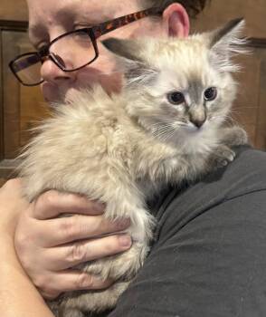 Mallory Napa -  Himalayan Cat for Adoption in Napa, California - Mallory Napa | PetCurious