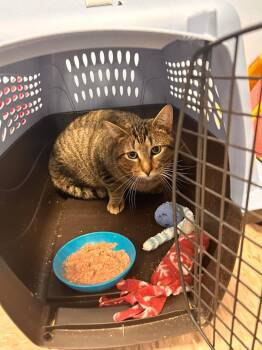 Rescue Domestic Short Hair Cats for Adoption in Byron Center, Michigan - Simba | PetCurious