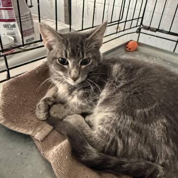 Bad -  Tabby and Bengal Cat for Adoption in Las Vegas, Nevada - Bad | PetCurious