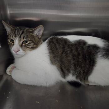 Big Boy -  Domestic Short Hair Cat for Adoption in Las Vegas, Nevada - Big Boy | PetCurious