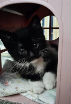 Tuxedo and Domestic Medium Hair Cats Available for Adoption in Walnut Creek, California - Maisie | PetCurious