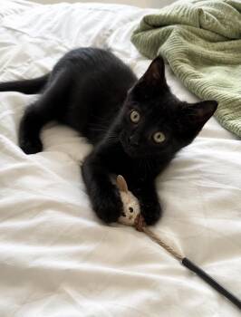 Olive -  Bombay and Domestic Short Hair Cat for Adoption in Wyandotte, Michigan - Olive | PetCurious