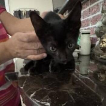 Cono -  Domestic Short Hair Cat for Adoption in West Palm Beach, Florida - Cono | PetCurious