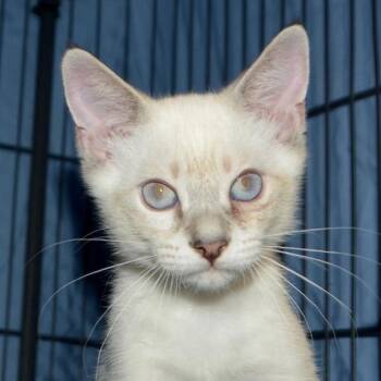 Phoenix -  Domestic Short Hair Cat for Adoption in Los Angeles, California - Phoenix | PetCurious