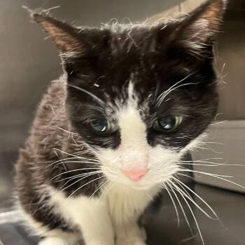 Belle -  Domestic Short Hair Cat for Adoption in Lakewood, Colorado - Belle | PetCurious