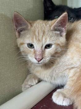 Rescue Domestic Short Hair Cats for Adoption in Marion, Ohio - Orange | PetCurious