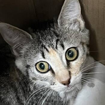 Lucy -  Domestic Short Hair Cat for Adoption in Yuma, Arizona - Lucy | PetCurious