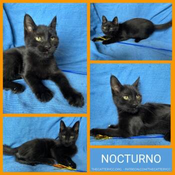 Nocturno -  Domestic Short Hair Cat for Adoption in Corpus Christi, Texas - Nocturno | PetCurious