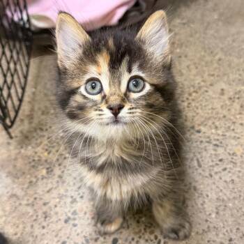 Marceline -  Domestic Medium Hair Cat for Adoption in Keizer, Oregon - Marceline | PetCurious