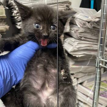 Roll -  Domestic Short Hair Cat for Adoption in Philadelphia, Pennsylvania - Roll | PetCurious