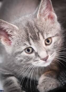 Carmella -  American Shorthair Cat for Adoption in Port Washington, Wisconsin - Carmella | PetCurious