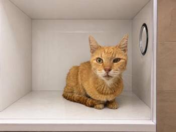 FLAPJACK -  Domestic Short Hair Cat for Adoption in Winter Haven, Florida - FLAPJACK | PetCurious
