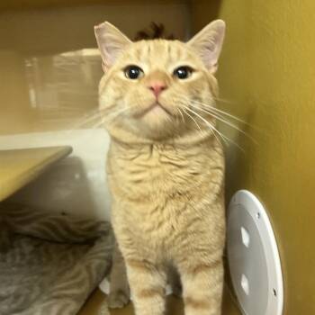 Domestic Short Hair Cats Available for Adoption in Las Vegas, Nevada - Lobster 53776 | PetCurious