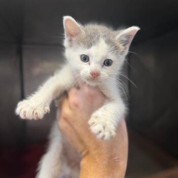 Cola -  Domestic Short Hair Cat for Adoption in Corinth, Mississippi - Cola | PetCurious