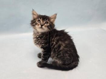 BamBam -  Domestic Medium Hair Cat for Adoption in Minneapolis, Minnesota - BamBam | PetCurious